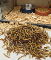 Aliments pour tortues, oiseaux et poissons à haute teneur en protéines, vers de farine séchés, friandises énergétiques pour suiveurs de sucre, biodégradables, export en vrac