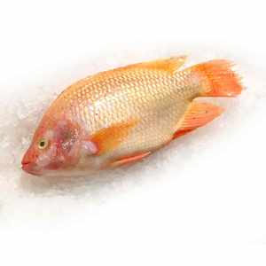 Tilapia Roja, Pescado Fresco de Tilapia Roja, Tilapia Entera, Cultivo de Tilapia Roja, Pescado Fresco de Tilapia, Precio Económico - Product Image 1