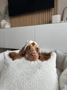 Cama para Mascotas de Alta Calidad con Nuevo Diseño, Cama para Perros y Gatos con Espuma de Terciopelo, Patrón Sólido, Lavable, Cama Calmante para Perros Súper Cómoda - Product Image 4