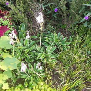 ผลไม้คุณภาพสูง โฮสต้าแห้งสุกใหม่ ขาย - Product Image 2