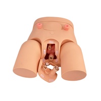 Modelo de demostración de entrenamiento de cateterismo masculino y femenino de entrenamiento médico-Ideal para Educación de enfermería