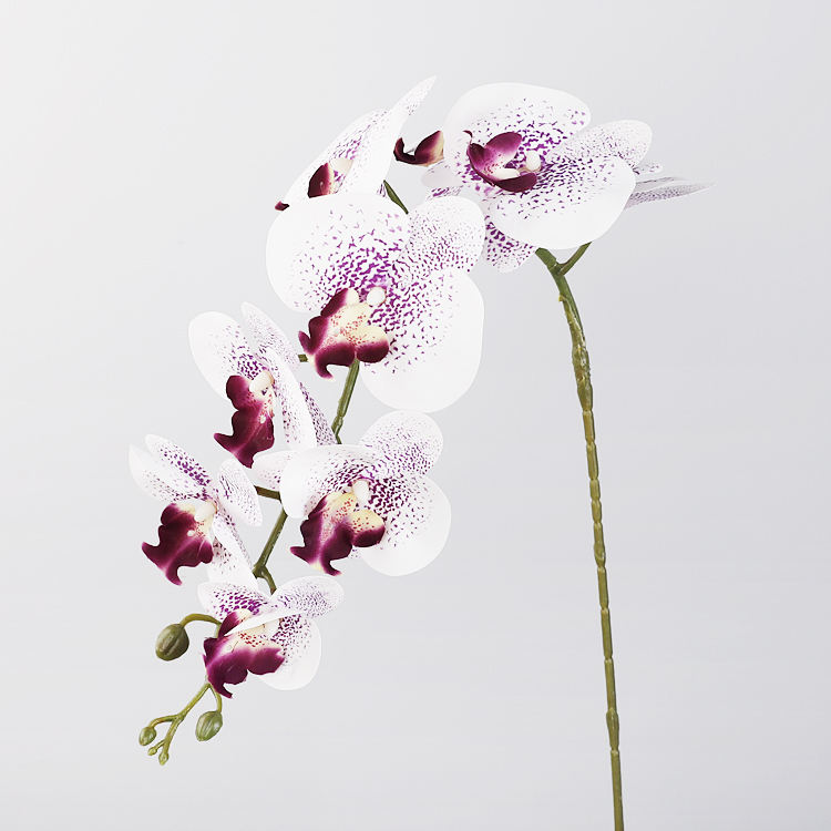 สีขาวกับสีม่วง