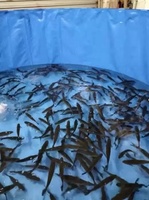 Gros Faible Quantité Minimale De Commande Intérieure Et Extérieure En Plastique Pvc Poissons Étangs Pliage Koi Poissons Afficher Étang Fish Tank
