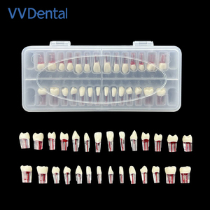 Endodontik gigi Endo, model saluran akar gigi untuk latihan RCT - Product Image 2