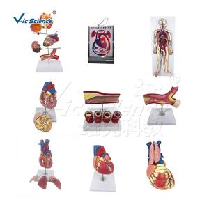 Ciencia Médica lesión de próstata humana modelo anatómico el modelo de educación enferma de próstata - Product Image 5