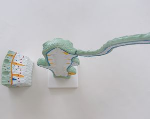 Biologie-Unterricht Hydra Strukturmodelle Anatomisches Zoologie-Modell für die Mittelschule - Product Image 3