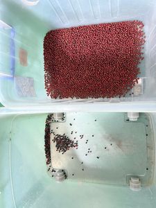 Betelnut areca mini màu SORTER CCD da đỏ đậu phộng màu phân loại máy Tiger NUT màu phân loại Máy Wifi 2 năm bảo hành - Product Image 6