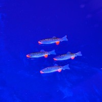 Appât souple en PVC imprimé en 3D à effet lumineux Alpha, 19 mm, 0,2 g, leurres artificiels en plastique imprimés en 3D pour le marlin dans les rivières, les lacs et les cours d'eau