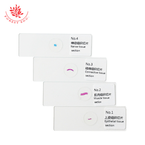 Histologie-Schnitte vier grundlegende Gewebeabschnitte mikroskopische Schnitte von Epithelnerven Bindegewebe-Muskel-Gewebestrukturen - Product Image 6