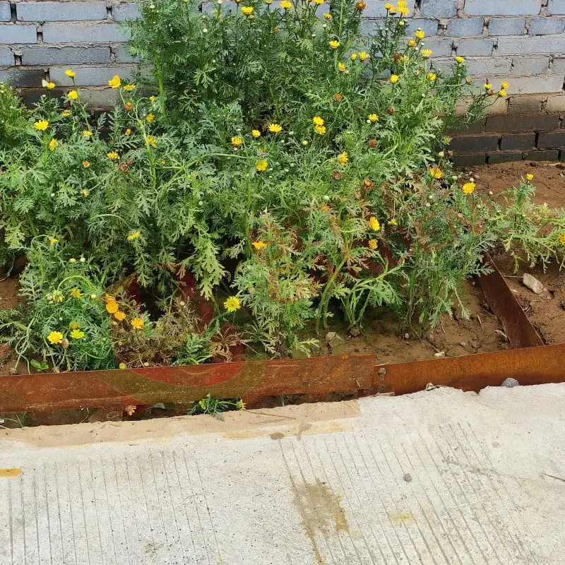 Bordure de jardin extérieure en acier corten bordure métallique pour l'aménagement paysager herbe jardin fenêtre boîte lit de fleurs creux rectangle