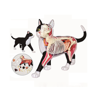 Modèle d'anatomie animale de chat simulé en 28 parties pour la science médicale, cadeau pour enfants, ressource pédagogique CE/ISO