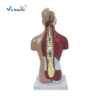 Maniquí Médico de Torso Humano de 26 cm, Unisex, PVC Ecológico, 14 Partes, Modelo Anatómico para Entrenamiento de Enfermería en Escuelas