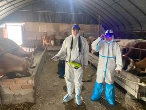 Precios de Equipos Veterinarios Dawei, <span class=keywords><strong>Precio</strong></span> de Máquina de Ultrasonido Veterinario para Uso Veterinario - Product Image 3