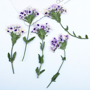 Fleurs de verbena séchées pressées naturelles avec tiges pour la fabrication de résine, de coques de téléphone, de marque-pages et de bougies - Product Image 2