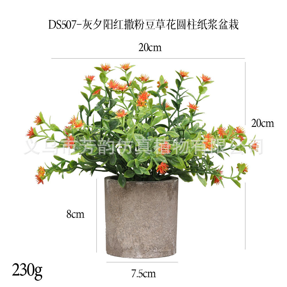 Ds507-sunset haricot rouge herbe fleur plante en pot-avec poudre