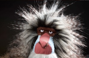 Peluche de Babión, Juguete de Peluche Suave y Realista de <span class=keywords><strong>Mono</strong></span> con Pelo Salvaje y Cara Expresiva - Product Image 4