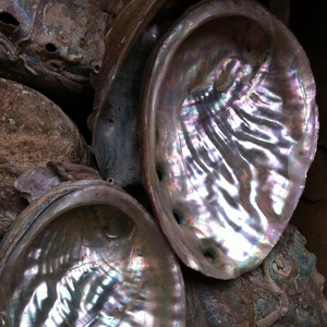 Abalone <strong>Shells</strong> Wholesale Paua <strong>Shell</strong> on Sale - Product Image 2