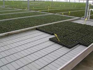 Nhà Kính thủy canh lăn băng ghế dự bị Lũ lụt phát triển Bảng trượt bảng dọc phát triển hệ thống - Product Image 4