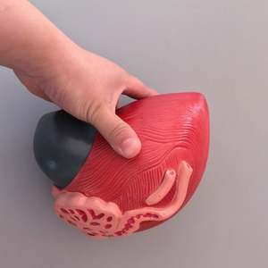 Modèle de vessie humaine KyrenMed avec modèle anatomique de la prostate 2 parties élargissement 3X - Product Image 4