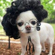 Imperméable de luxe pour animaux de compagnie Maicol Taille XS Respirant Motif solide Vêtements pour chiens Accessoire indispensable pour chats et chiens sous la pluie - Product Image 1