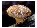 Promotion diverses utilisation Durable des jambes de Shiitake corps fruité extrait de <span class=keywords><strong>champignon</strong></span> de Shiitake biologique - Product Image 2