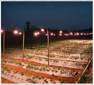 Lampada LED a Spettro Completo per Coltivazione in Serra, Illuminazione per Crescita di Fragole e Frutta <span class=keywords><strong>del</strong></span> <span class=keywords><strong>Drago</strong></span> - Product Image 6