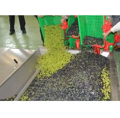Olive Vegetable Refinery Refining Cooking Oil