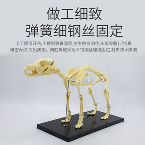 Instrumentos ortopédicos, modelos de especímenes esqueléticos de perros, animales domésticos (perros, gatos), esqueletos y huesos para enseñanza, esqueléticos - Product Image 4