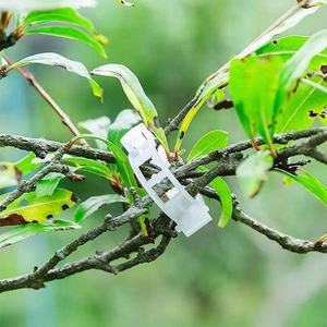 Offre Spéciale 5mm 22mm 24mm Clips <span class=keywords><strong>de</strong></span> <span class=keywords><strong>tomate</strong></span> Clips <span class=keywords><strong>de</strong></span> Support <span class=keywords><strong>de</strong></span> plante Clips <span class=keywords><strong>de</strong></span> vigne en plastique pour l'utilisation <span class=keywords><strong>de</strong></span> Support <span class=keywords><strong>de</strong></span> <span class=keywords><strong>tomate</strong></span> <span class=keywords><strong>de</strong></span> jardin - Product Image 6