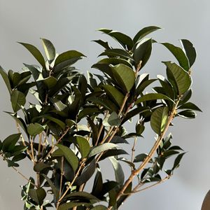 10 pièces couronnes de <span class=keywords><strong>laurier</strong></span> séchées naturelles pour les graduations séchées pour toujours conservées plantes vertes stabilisées tige <span class=keywords><strong>fleur</strong></span> d'osmanthus - Product Image 1