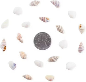 Miniaturas de Conchas Marinas para Jardín de Hadas, Colección de Vida Marina para Proyectos de Arte y Manualidades, Decoraciones y Recuerdos de Fiesta - Product Image 5