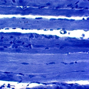 Vetrini preparati per microscopio da 50 pezzi vetrini didattici per parassitologia vetrini per parassitologia animali campioni misti con certificazione ISO - Product Image 3