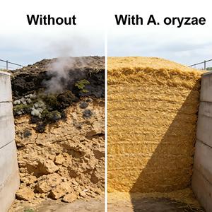 Solution de Stabilité Aérobie pour Ensilage, Acides Aminés de Qualité Alimentaire, Aspergillus Oryzae, Synergie de Bactéries Lactiques, Prévient la Chauffe 7+ - Product Image 2