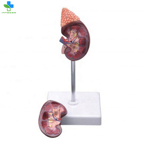 Nhà Máy Giá Thận Với Tuyến Thượng Thận Mô Hình Thực Tế Nội Bộ Organ Tiêu Hóa Hệ Thống 2 Bộ Phận Giáo Dục Đào Tạo Cho Bán - Product Image 4