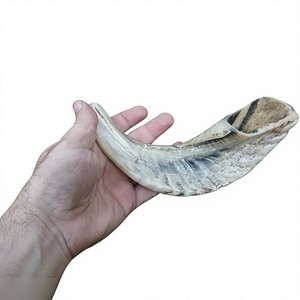Shofar en corne de bélier véritable, brut, fait main, au toucher naturel, non fini, pour les cérémonies religieuses traditionnelles et l'artisanat - Product Image 1
