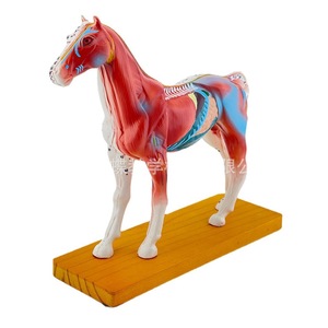 Modèle d'acupuncture équine, modèle de cheval, modèle d'anatomie animale, modèle des points d'acupuncture du cheval, modèle pédagogique vétérinaire - Product Image 3