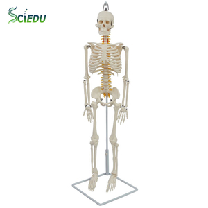 Modelo de Esqueleto Colgante de PVC de 85 cm de SCIEDU, Modelo Anatómico para Ciencias Médicas - Product Image 1