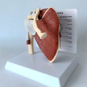 Modelo de banda escapular esquelética humana y músculo clavicular - Product Image 6