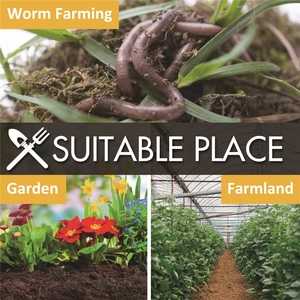 Nhiệt Kế Đất Ủ Phân Mặt Dài Hai Mặt Đo Nhiệt Kế Giữ Cho Vi Khuẩn Và Giun Làm Vườn Và Phân Ủ Sâu, Nhiệt Kế Phân Ủ - Product Image 6