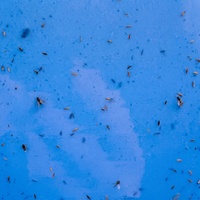 25x20 cm Dubbelzijdige Geel/Blauwe Thrips/Bladluizen/Witvlieg Stickers met Waslaag Waterdichte Fruitvliegval met Lijm