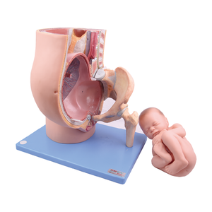 Model Panggul dan Janin pada Kehamilan 9 Bulan dan Model Panggul Setengah Sisi - Product Image 1