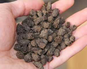 Arôme de riz collant thé mûr Pu Erh fossile <span class=keywords><strong>Lao</strong></span> Cha Tou Sui Yin <span class=keywords><strong>Zi</strong></span> pépites Yunnan Shou Pu feuilles mobiles en gros - Product Image 3