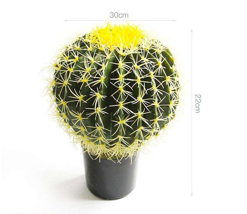 Le bassin s'appelle le cactus épine jaune
