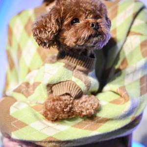 ZHONGYA <span class=keywords><strong>Ropa</strong></span> Personalizada para Mascotas, Conjuntos de Invierno Cálidos y Elegantes de Punto Suave, Suéter para Mascotas, Abrigo para Cachorros, Artículos para Perros - Product Image 2
