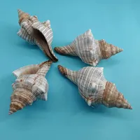 Cute Natural Sea Snail Shell for Home Decoration, Hot Sale