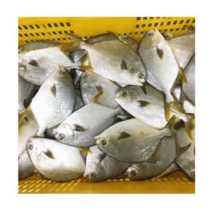 Pompano Dorado Entero Congelado IQF IWP de Gran Tamaño (800g+), Peso Neto 70%, Paquete Familiar, 40 lb, Producto Agrícola Chino - Product Image 3