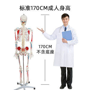 Modelo de esqueleto humano para fines didácticos, pintado y coloreado a mano, modelo de esqueleto humano de 170 cm con músculos del cuerpo completo. - Product Image 3