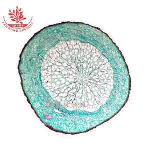 Structure cellulaire claire, structure de haute qualité, kit de lamelles de laboratoire biologique standard, lamelle microscopique de racine de plante - Product Image 1