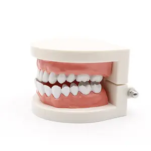 Modelo de dientes dentales superventas, modelos de dientes para estudiantes de odontología