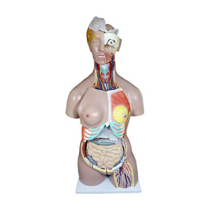 Modelo de torso humano, anatomía de adulto, sala de exposiciones para la enseñanza en la facultad de medicina, cadáver grande, 24 partes, hermafrodita, 86 cm - Product Image 5